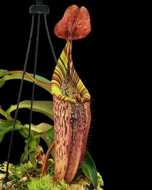 Nepenthes spectabilis x veitchii (Hanging basket available